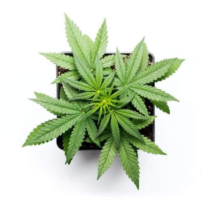 Growing marijuana in the pot